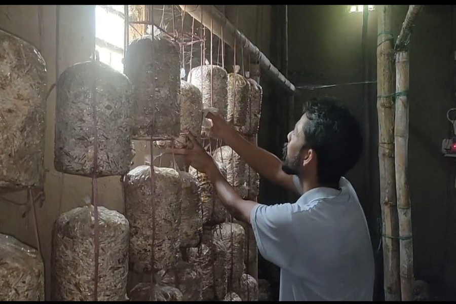 From Job Seekers to Entrepreneurs: Mushroom Farming Transforms Lives of Two Brothers in Dharmanagar