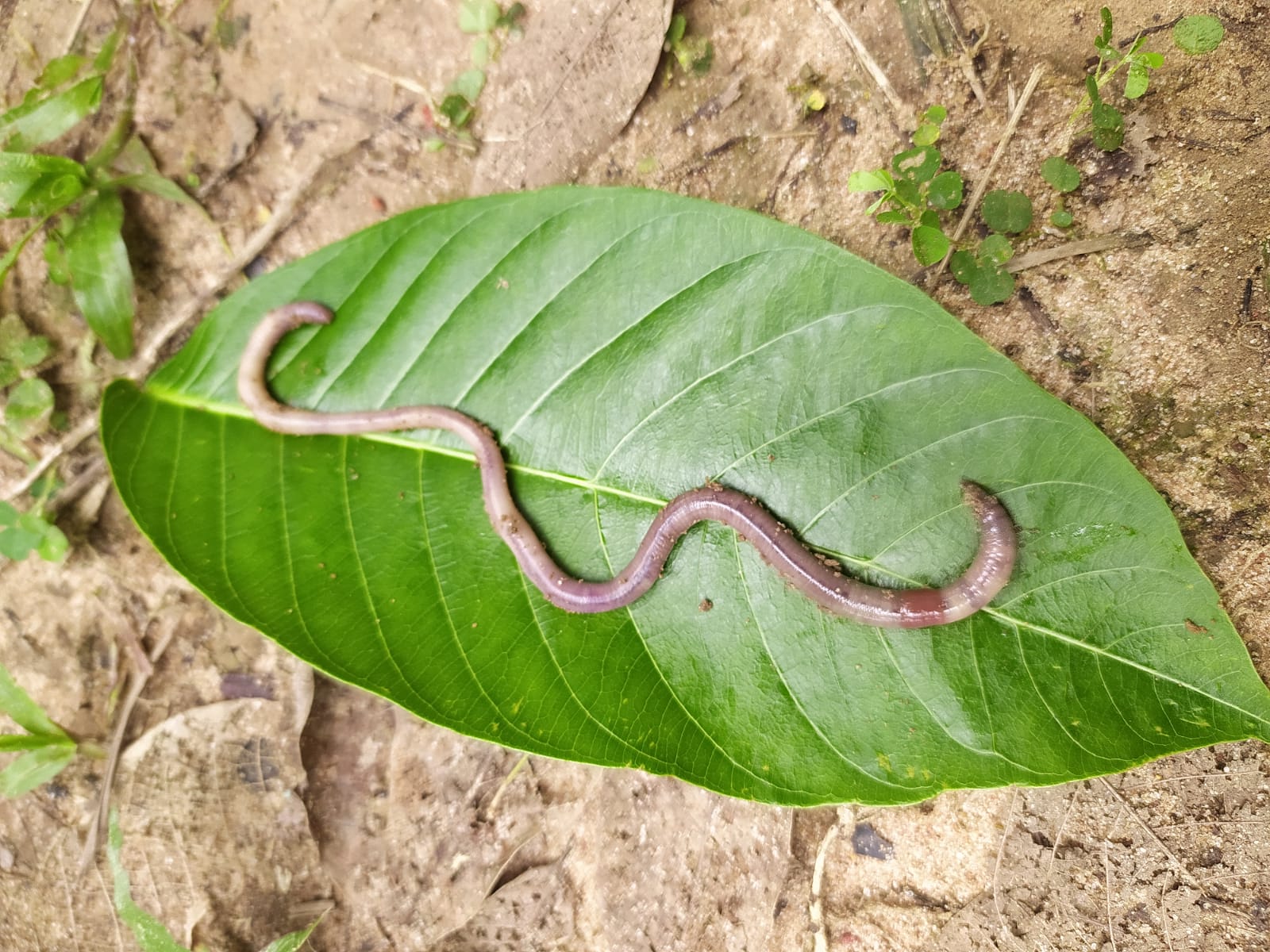 Two new earthworm species unearthed in Tripura
