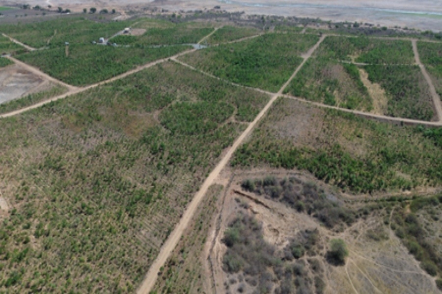 10 Lakh Trees in 37 Days: Gujarat’s Morbi Turns Barren Land into Green Cover