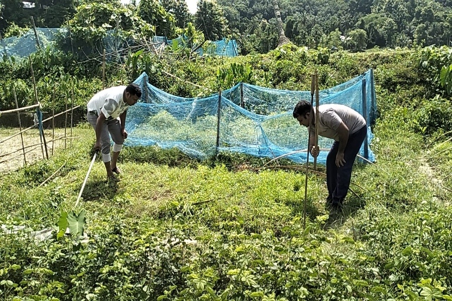 211 Kg of ganja of Rs Rs 50 lakh seized; cannabis nursery destroyed