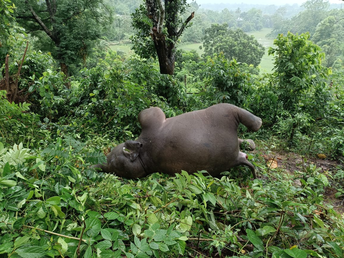 4 year-old wild elephant killed by lightning in Tripura