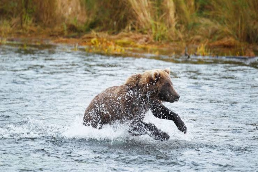 Couple injured in bear attack in Tripura village