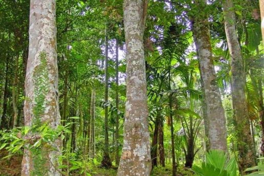 Centre Steps Up Efforts to Promote Sustainable Agarwood Cultivation and Exports from Tripura