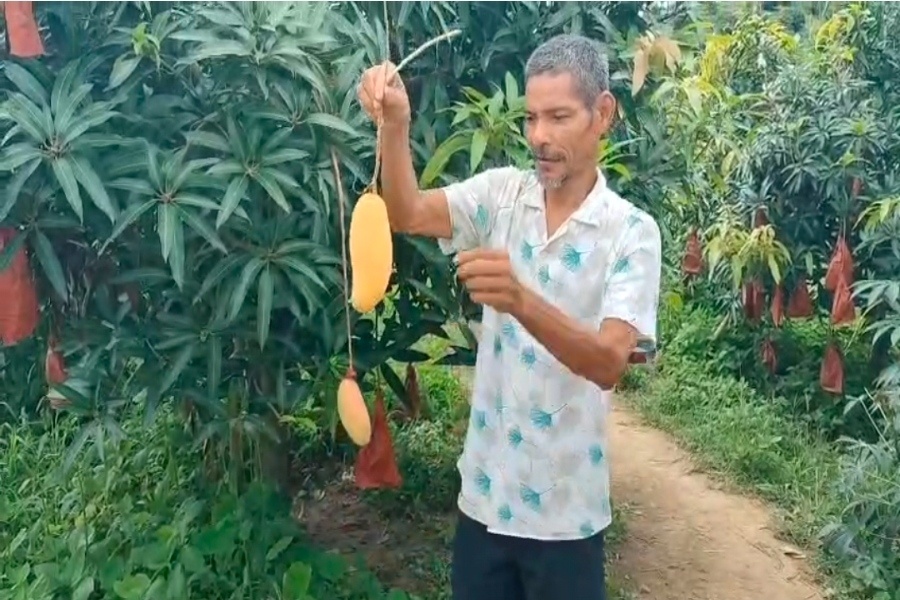 Tripura’s Mango Revolution: Farmer Couple Turns Hill Land into a Thriving Orchard