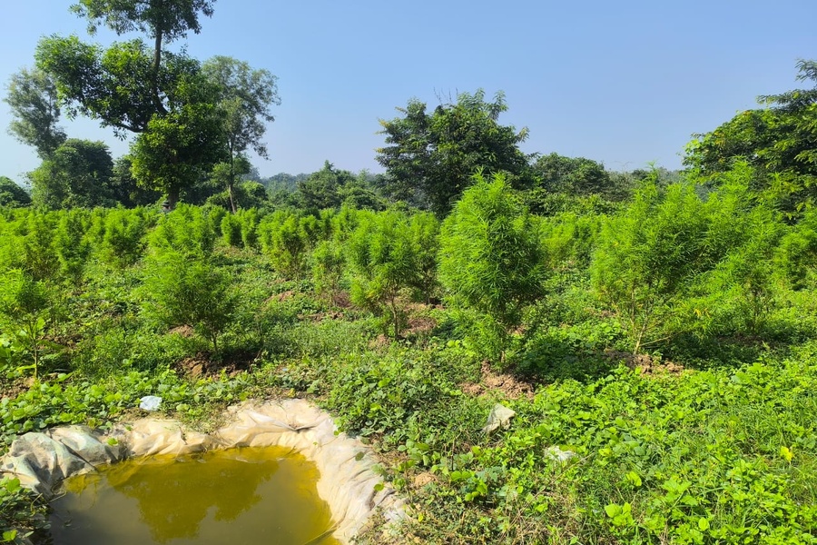 Anti-Ganja Operation: 36 Plantations and 2 Nurseries Destroyed in Tripura