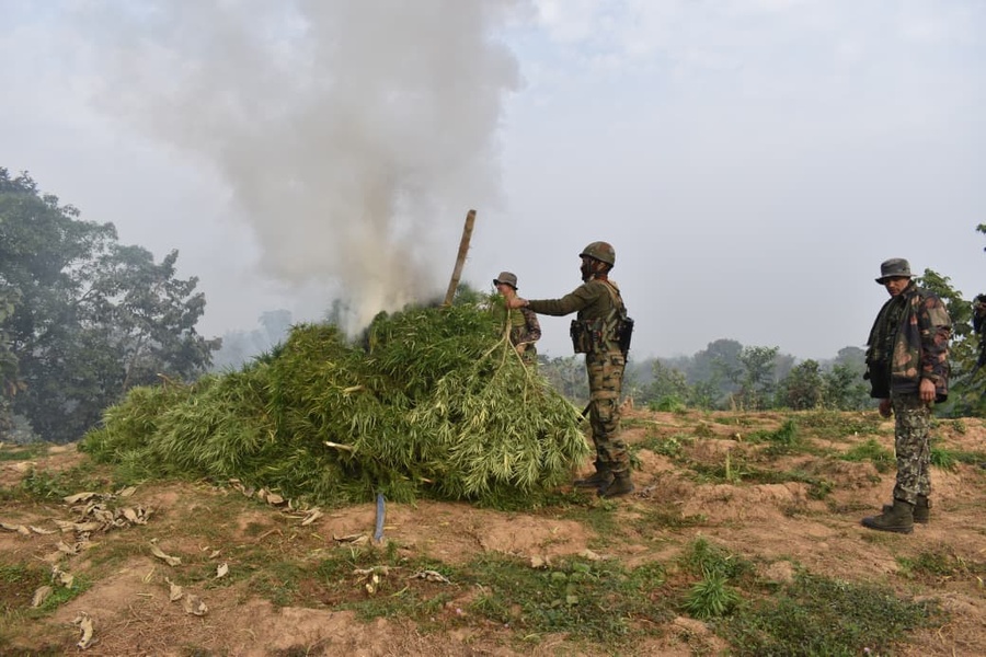 Assam Rifles destroy ganja cultivation of Rs 25 crore