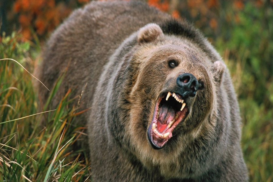 Bear attack injures elderly man in Se...