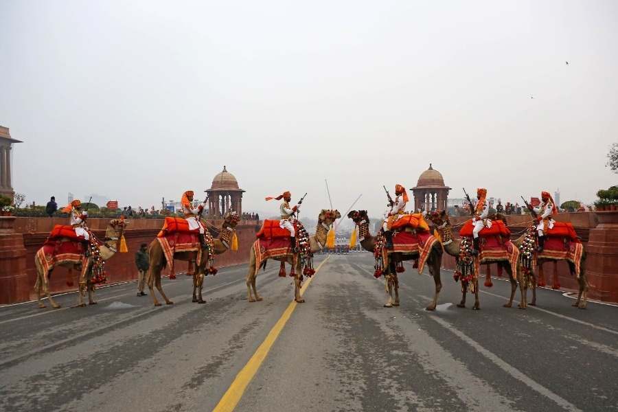 BSF camels stand guard at Raisina Hills during the full dress rehearsal of the Beating Retreat Ceremony