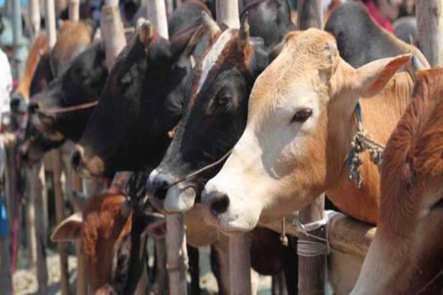 Police and BSF Rescue 14 Cattle in Joint Operation, One Suspect Arrested