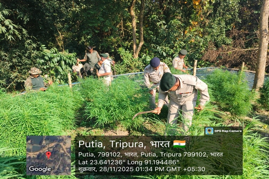 Ganja Plantation Destroyed in Joint Operation in Tripura