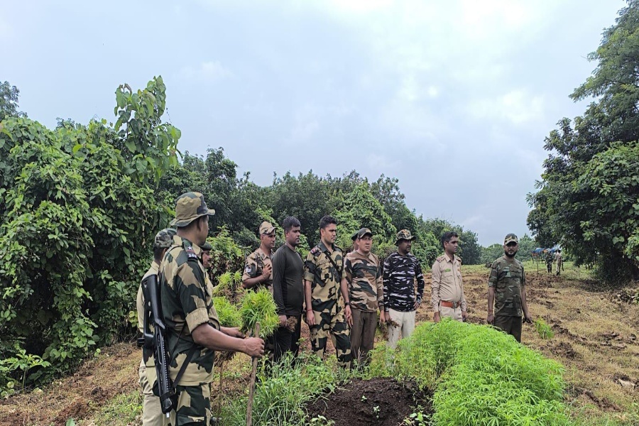 Ganja plantation worth Rs 2.50 lakh destroyed by security agencies in Tripura