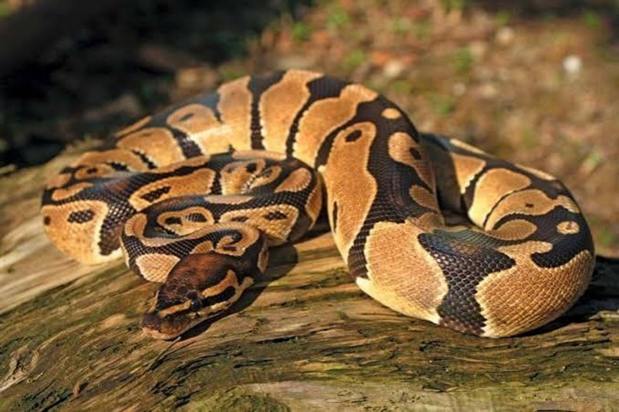 Nine-Foot Burmese Python Rescued from House in Tripura