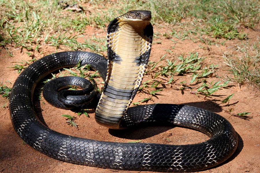 King Cobra Rescued from Residential Area in Kamalpur