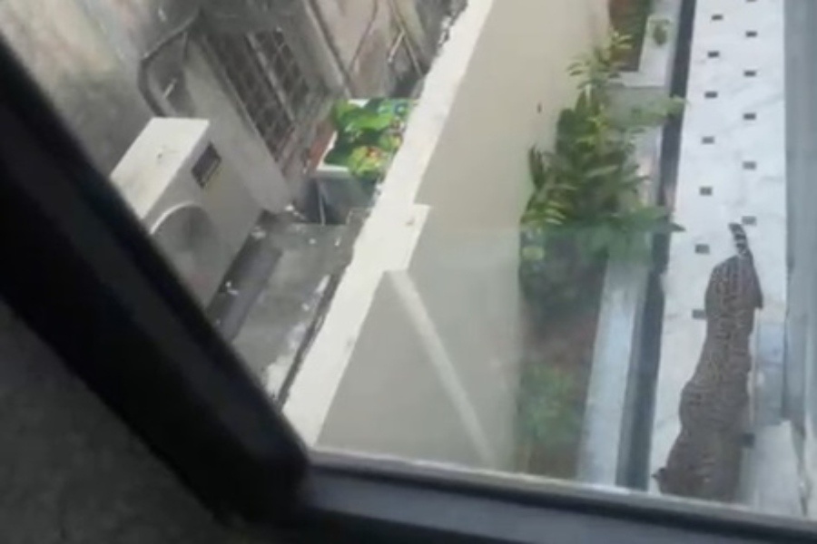 Leopard Spotted Once More in Jaipur; Residents Alarmed as Search Operation Intensifies