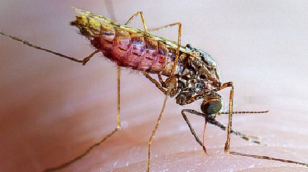 7 year old dies of malaria, Allegations of ASHA worker negligence surface