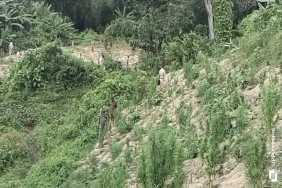 Massive Anti-Drug Operation in North Tripura: Over 5,000 Ganja Plants Destroyed