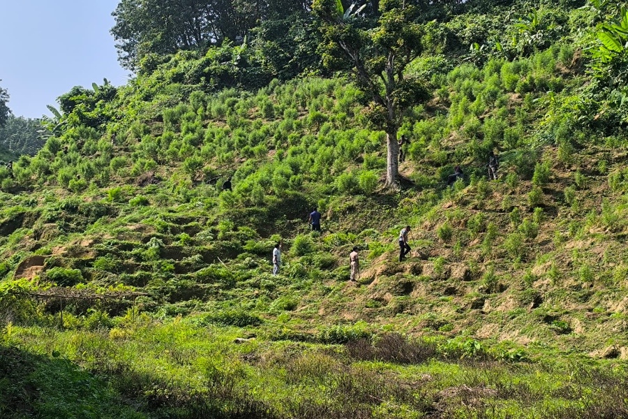 Massive Anti-Ganja Operation in Sonamura: 2.5 Lakh Plants Destroyed Across 30 Acres