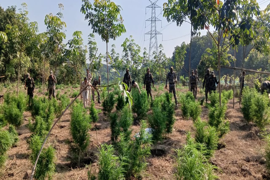 Over 1.25 Lakh Ganja Plants Destroyed in Sepahijala District