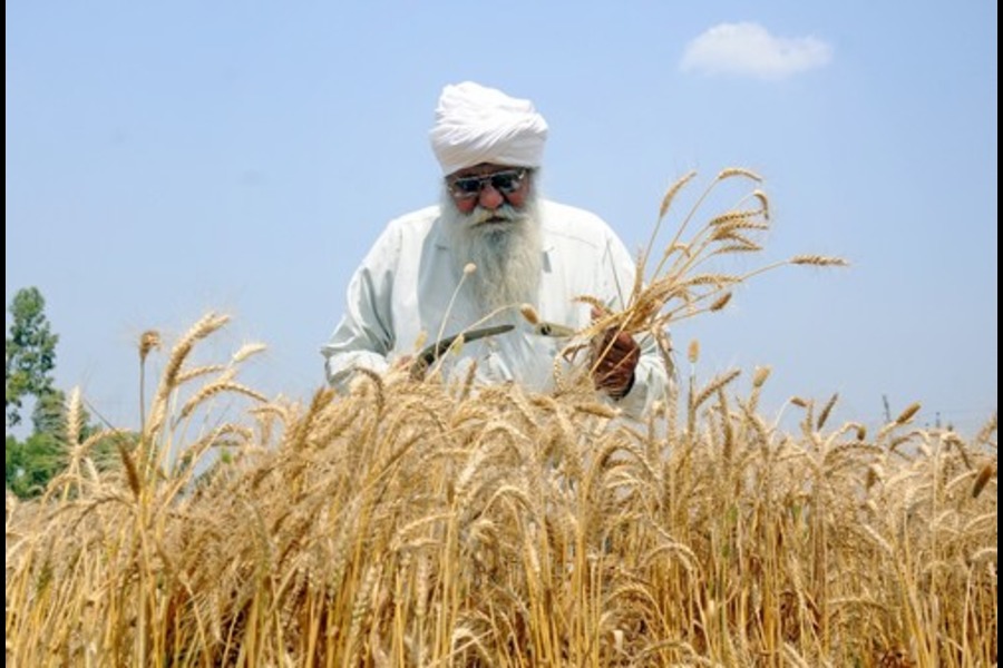 Rabi Sowing Surges Past 479 Lakh Hectares; Wheat and Pulses Lead Seasonal Growth