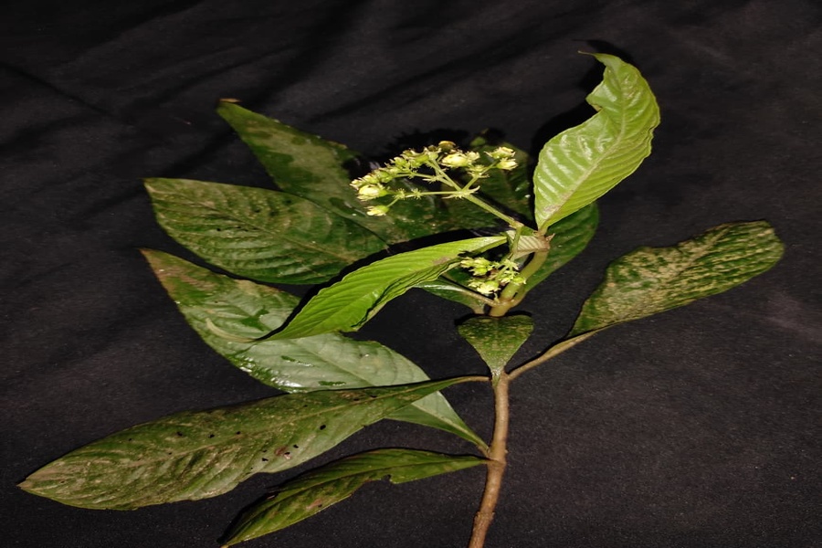 Rare plant Mycetia malayana recorded for first time in India from Tripura