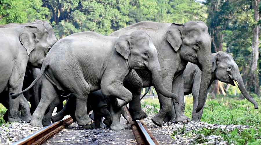 Safe corridor for wild elephants along NH-08 to be ready soon: Tripura Forest Minister