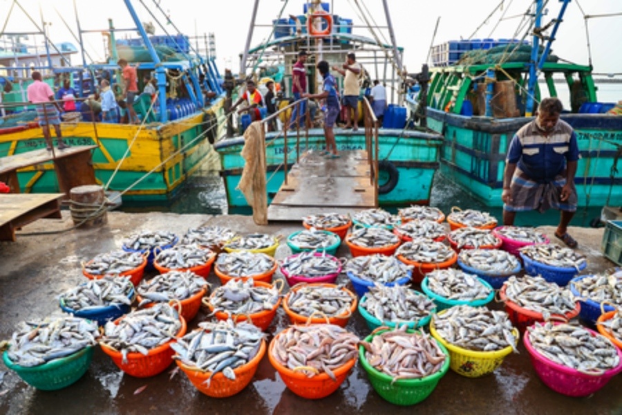 India’s Seafood Exports Hit Record High, Remain Strong Despite Steep US Tariffs: Government