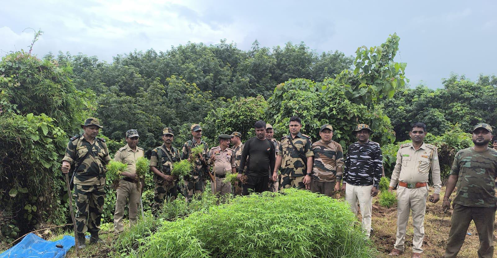 Security agencies destroyed 2.87 lakh ganja plants in Tripura