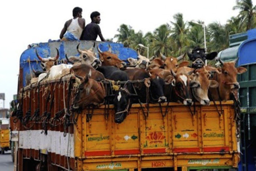 Cattle Smuggling Attempt Foiled in South Tripura; Drivers Escape After Vehicle Seizure