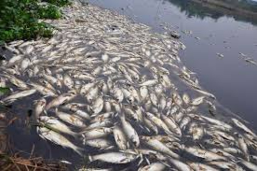 Suspected Poisoning Incident Leads to Mass Fish Kill in Canal in Unakoti District