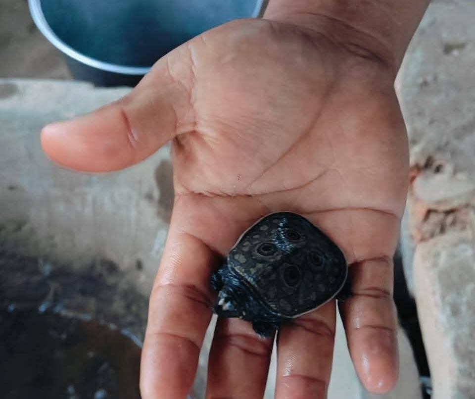 Tripura commissions study on Rare Bostami turtles of Kalyan Sagar