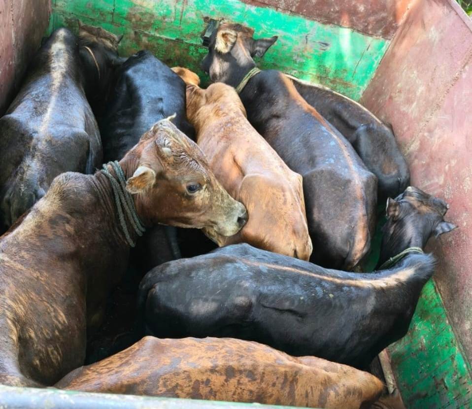 Two held for allegedly smuggling cattle in Tripura