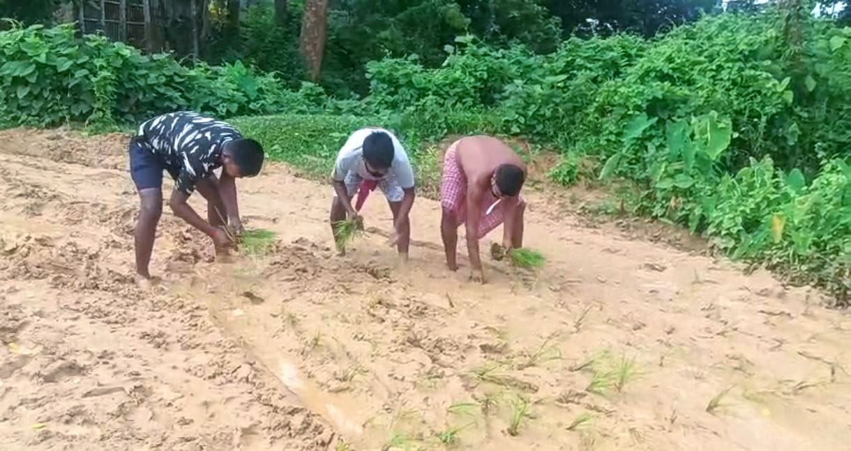 Villagers in Tripura plant paddy on road to protest poor condition