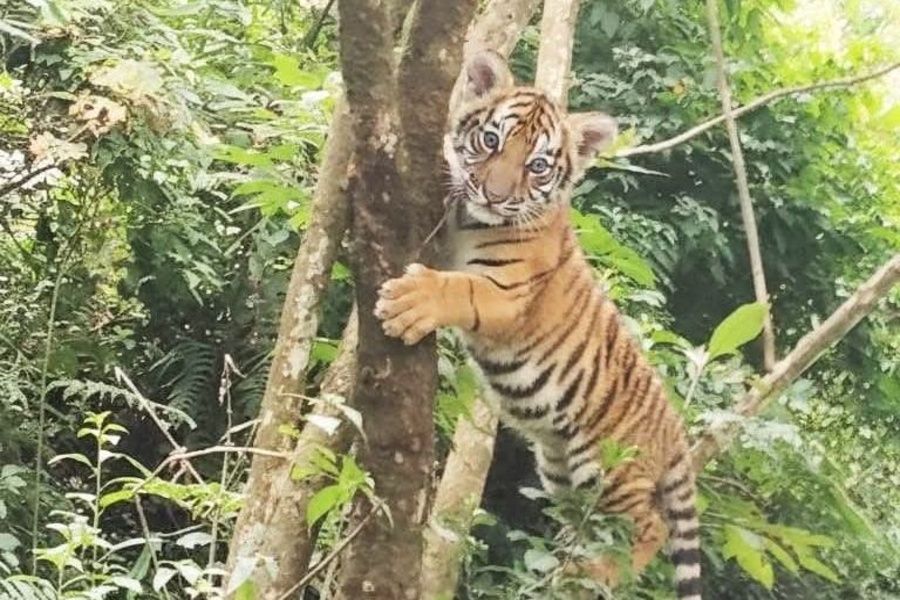 Royal Bengal Tiger Cub Spotted Near Gangtok, Triggers Excitement Among Wildlife Officials
