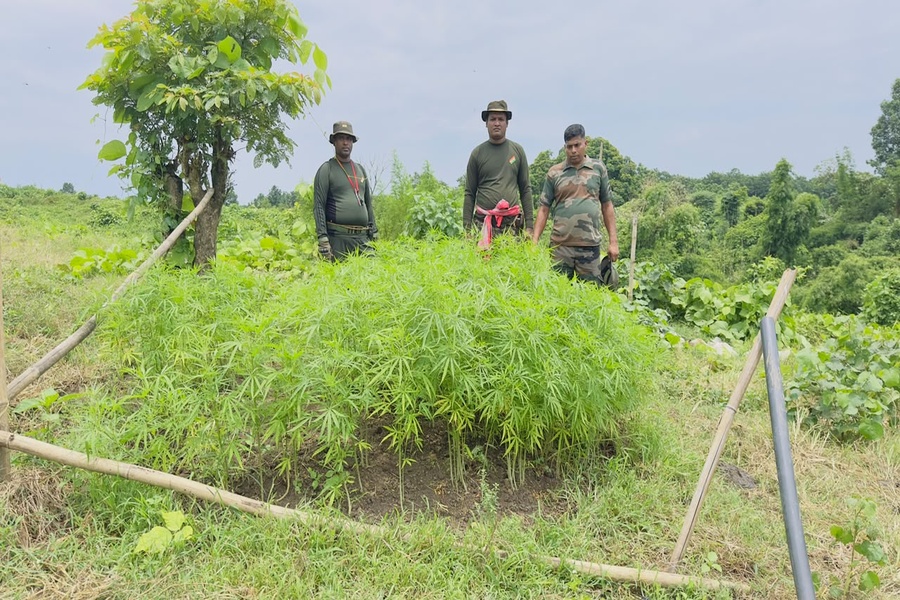 Cannabis saplings of Rs 70 lakh destroyed in Tripura village